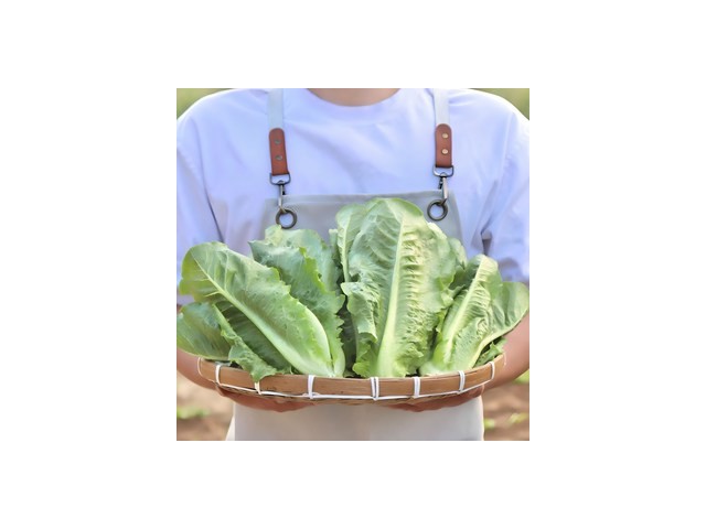 포기상추로메인2kg 종류 및 추천 TOP10-리뷰 스펙 가격 비교