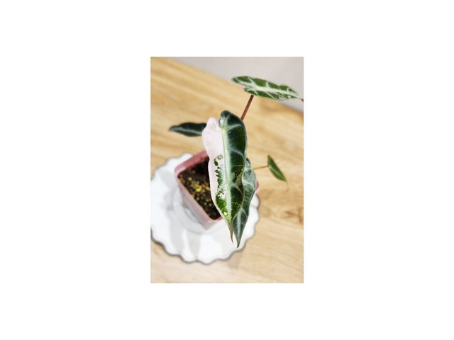 알로카시아밤비노 추천 트렌드세터들이 선택한 인기템